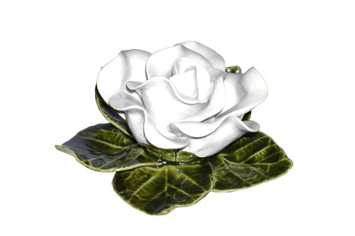 
AM503.20 witte roos